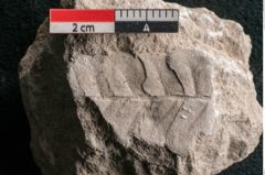 Foto (Detailansicht) von Dictyopteris brongniarti Gutb. (NHMW-GEO-2024-0188-10786)